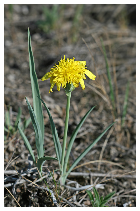 Image of Scorzonera austriaca specimen.