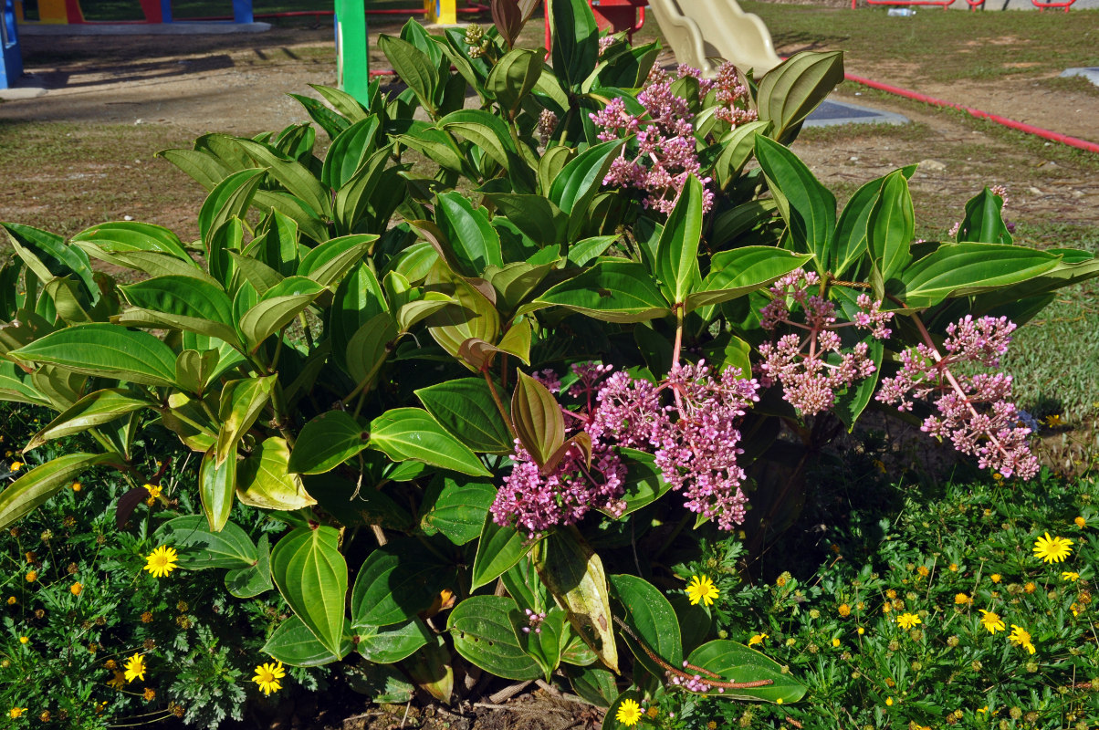 Изображение особи Medinilla cummingii.