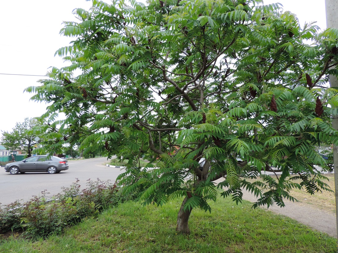 Image of Rhus typhina specimen.