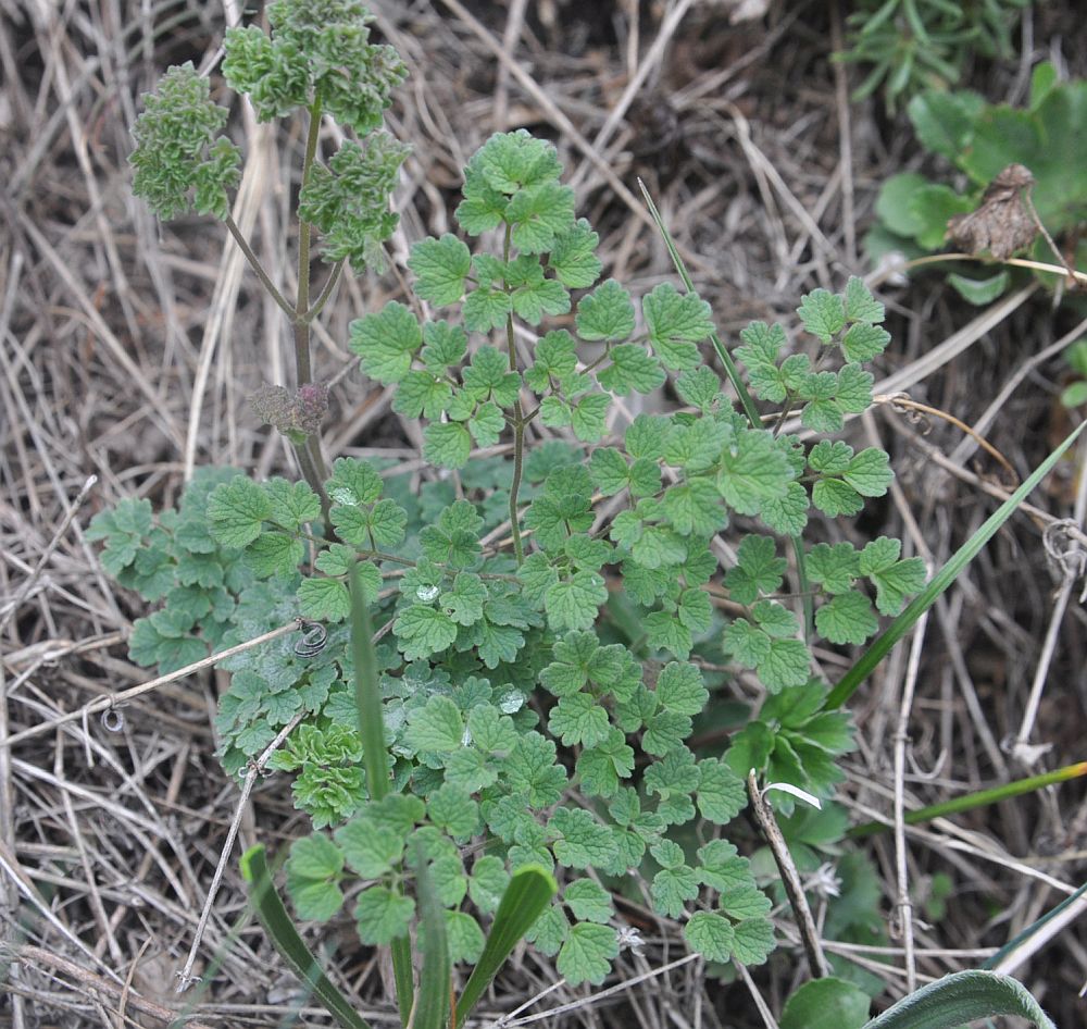 Image of Thalictrum foetidum specimen.