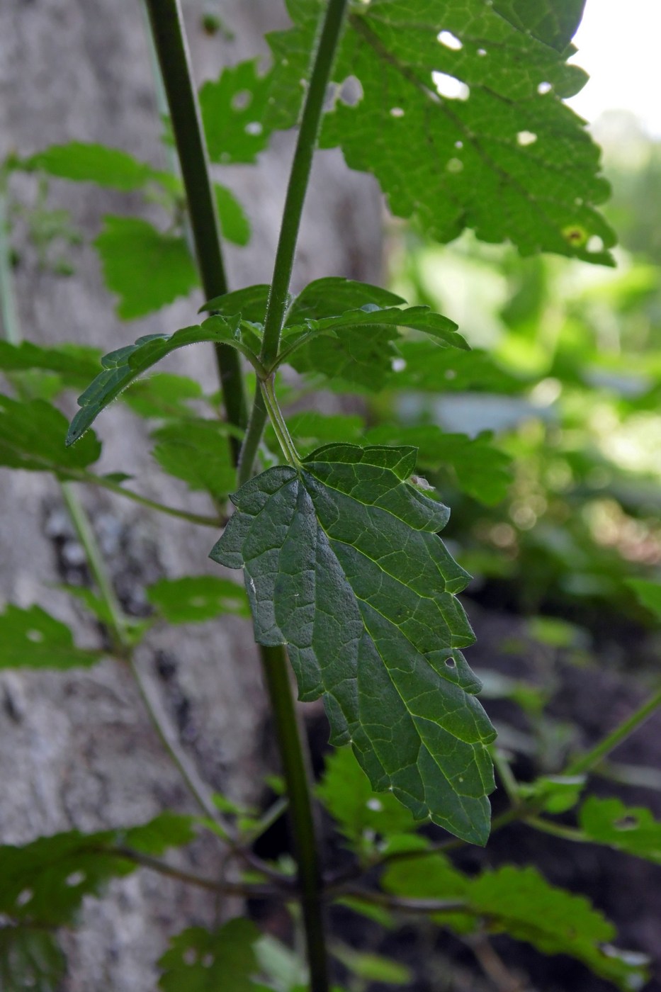 Image of Scrophularia scopolii specimen.