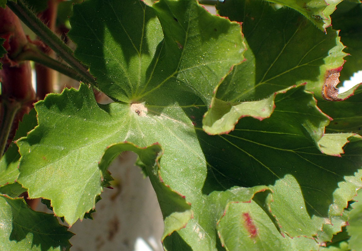 Изображение особи Pelargonium cucullatum.