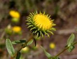 Grindelia squarrosa. Раскрывающееся соцветие. Украина, Днепропетровская обл., Апостоловский р-н, Токовский сельский совет, южнее Токовских водопадов, возле дороги. 04.08.2018.