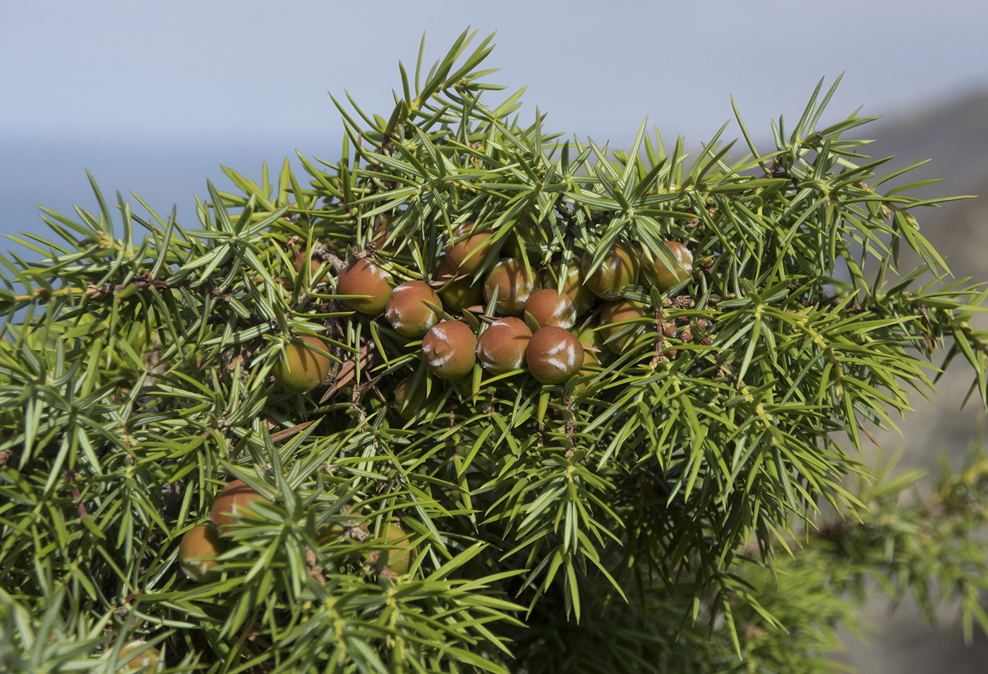 Изображение особи Juniperus deltoides.