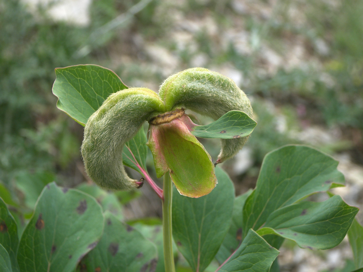 Image of Paeonia daurica specimen.