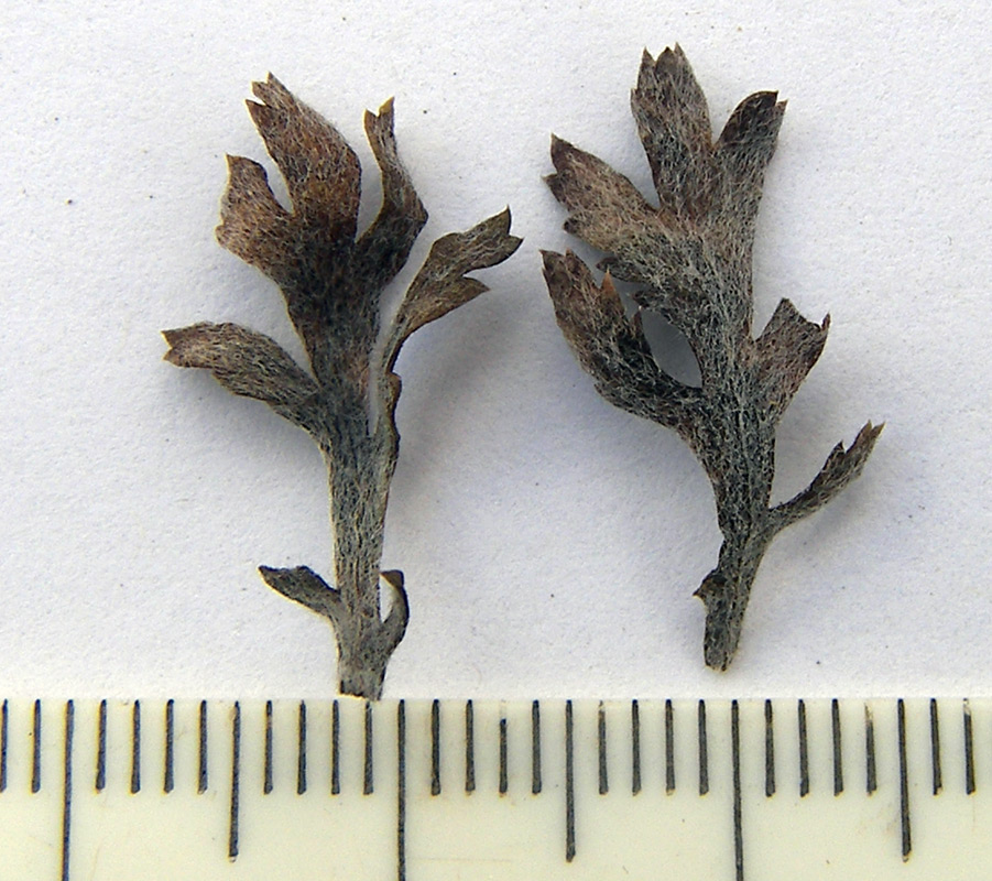 Image of Anthemis woronowii specimen.