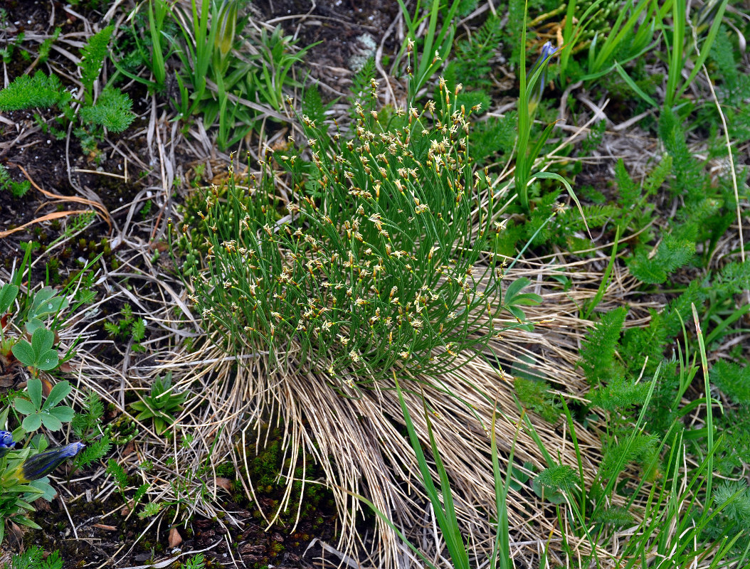 Изображение особи Trichophorum cespitosum.