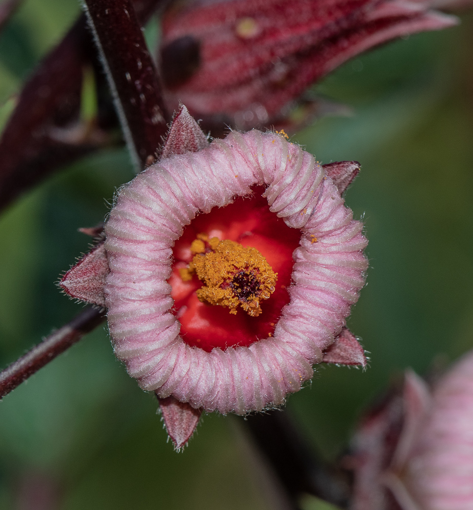 Изображение особи Hibiscus sabdariffa.