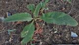 genus Verbascum. Молодое растение. Крым, Судак, парк на территории гостиницы. 20.06.2017.