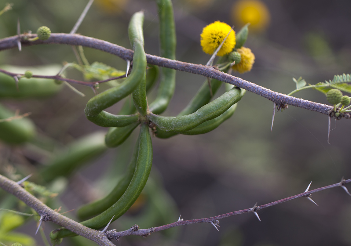 Image of Vachellia farnesiana specimen.