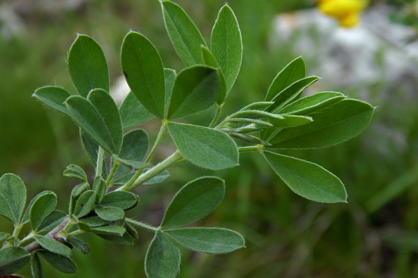 Image of Chamaecytisus colchicus specimen.