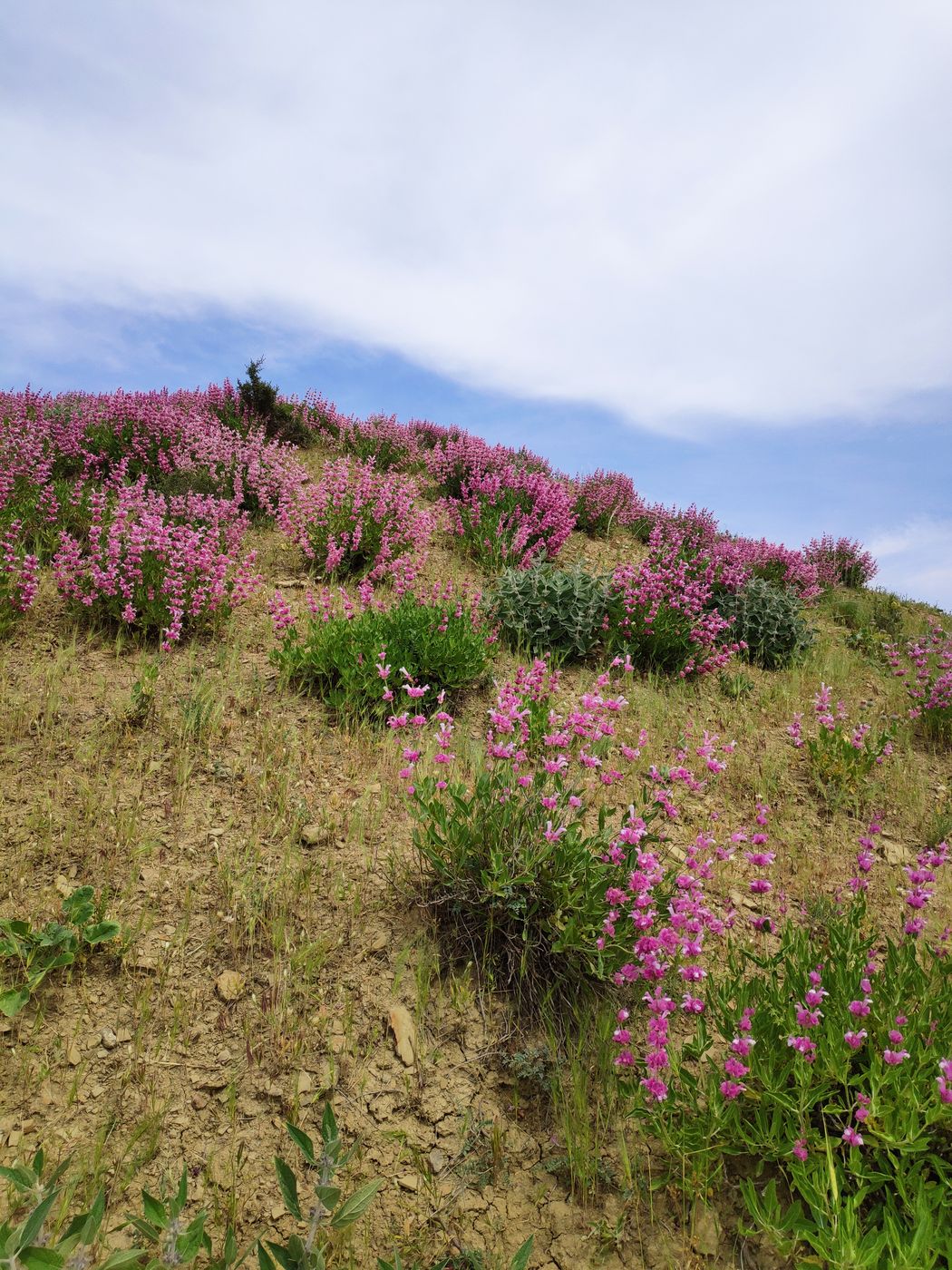 Image of Salvia bucharica specimen.