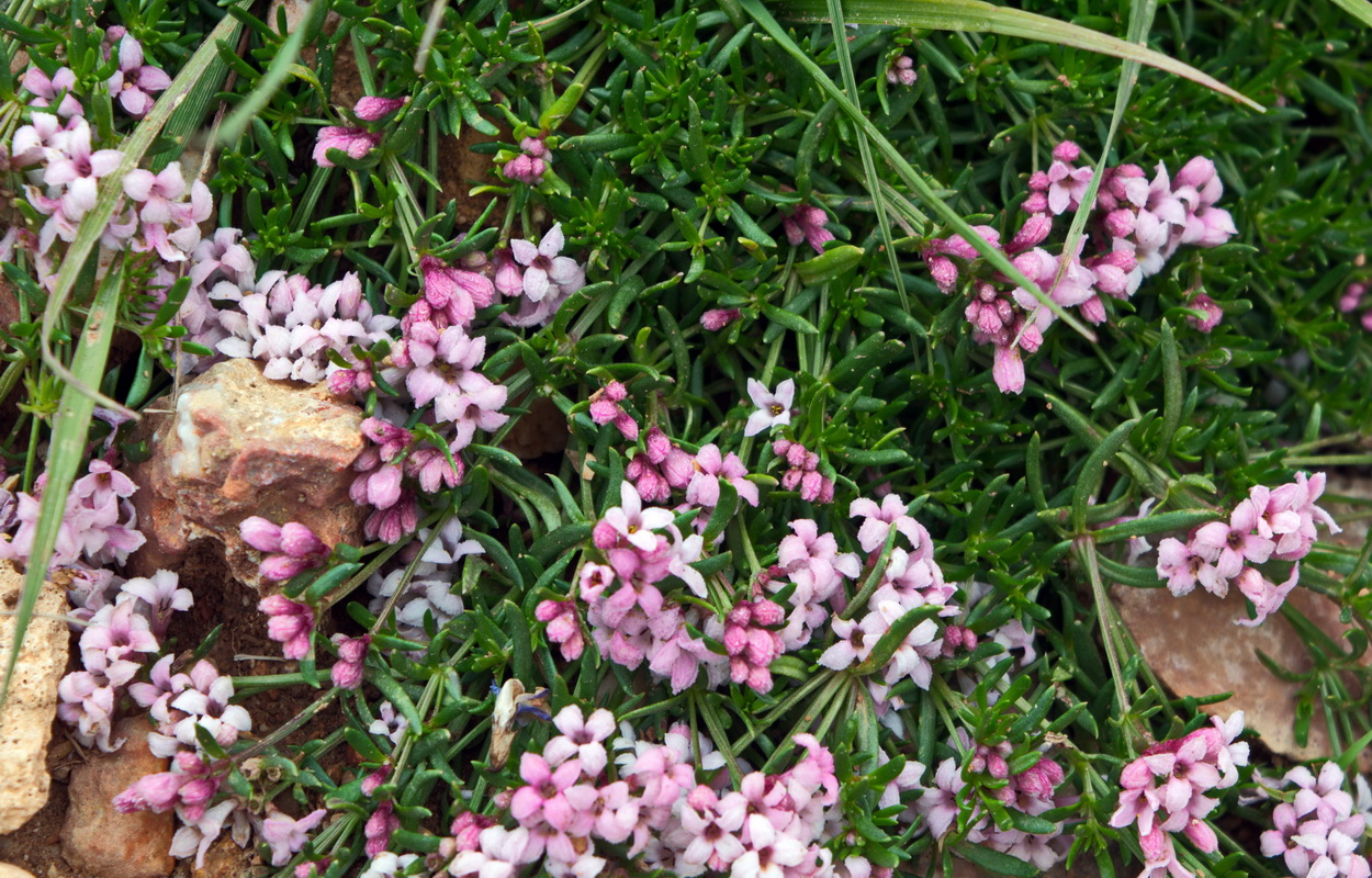 Image of Asperula cristata specimen.