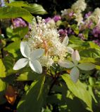 Hydrangea paniculata. Соцветие. Московская обл., окр. г. Электрогорск, дачный участок, в культуре. 04.08.2019.