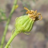 Senecio borysthenicus