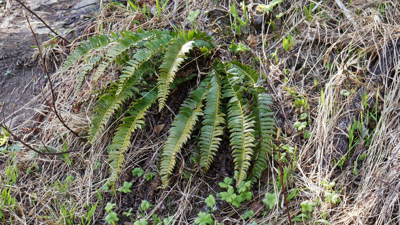 Изображение особи Polystichum lonchitis.