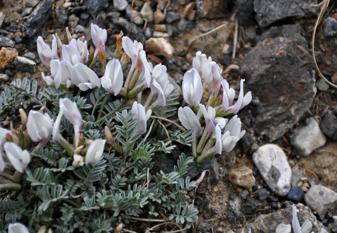 Image of Astragalus tephrolobus specimen.