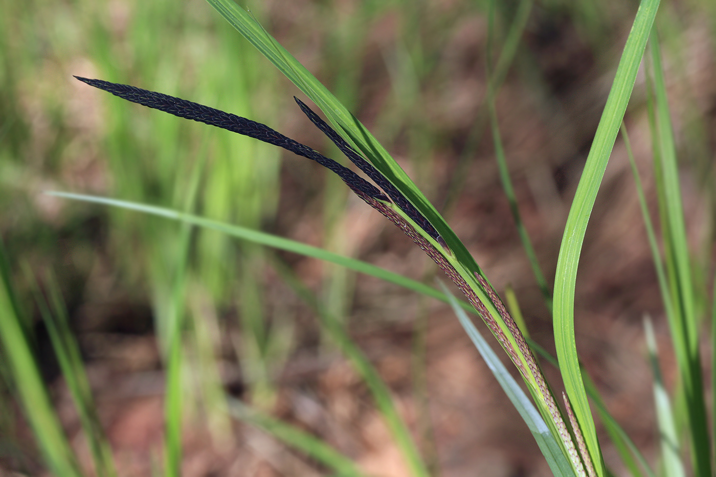 Image of Carex acuta specimen.