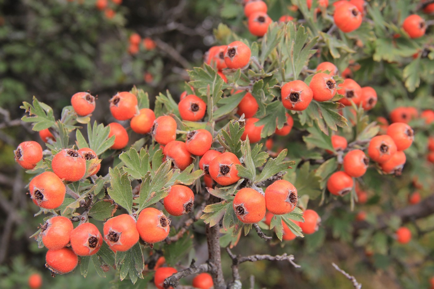 Image of Crataegus orientalis specimen.