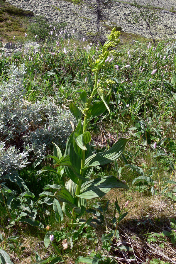 Изображение особи Veratrum lobelianum.