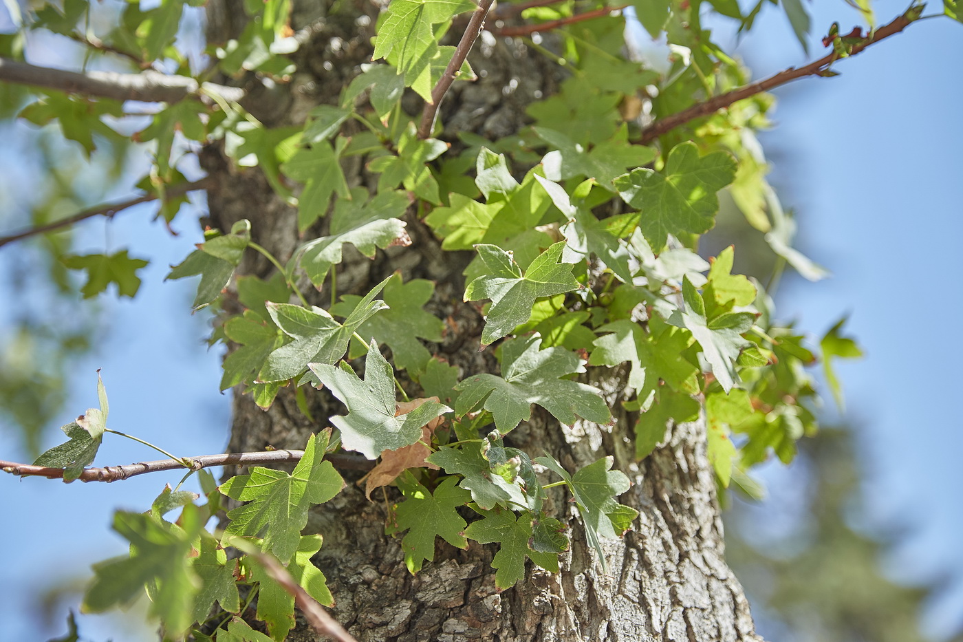 Image of Liquidambar orientalis specimen.