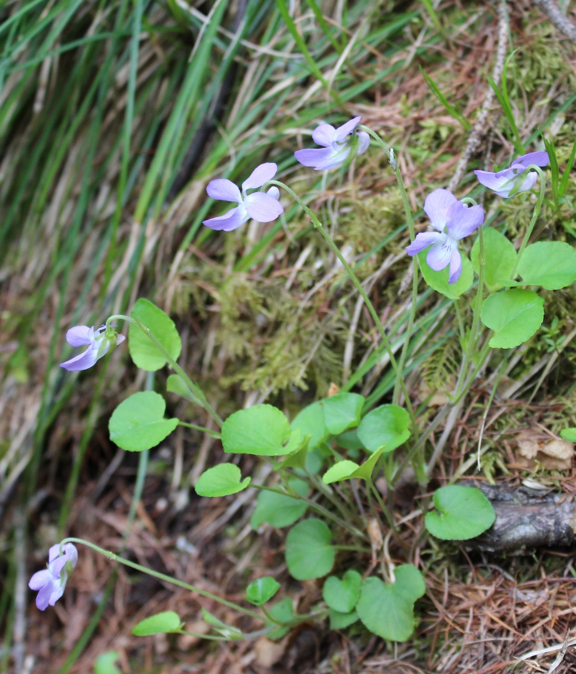 Image of Viola mauritii specimen.