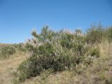 Spiraeanthus schrenkianus. Цветущее растение. Казахстан, Юго-Восточный Каратау, перевал Куюк, ≈ 950 м н.у.м., сухая степь на глинистых мелкозёмах; позади справа - плодоносящая Spiraea hypericifolia. 20 июня 2020 г.