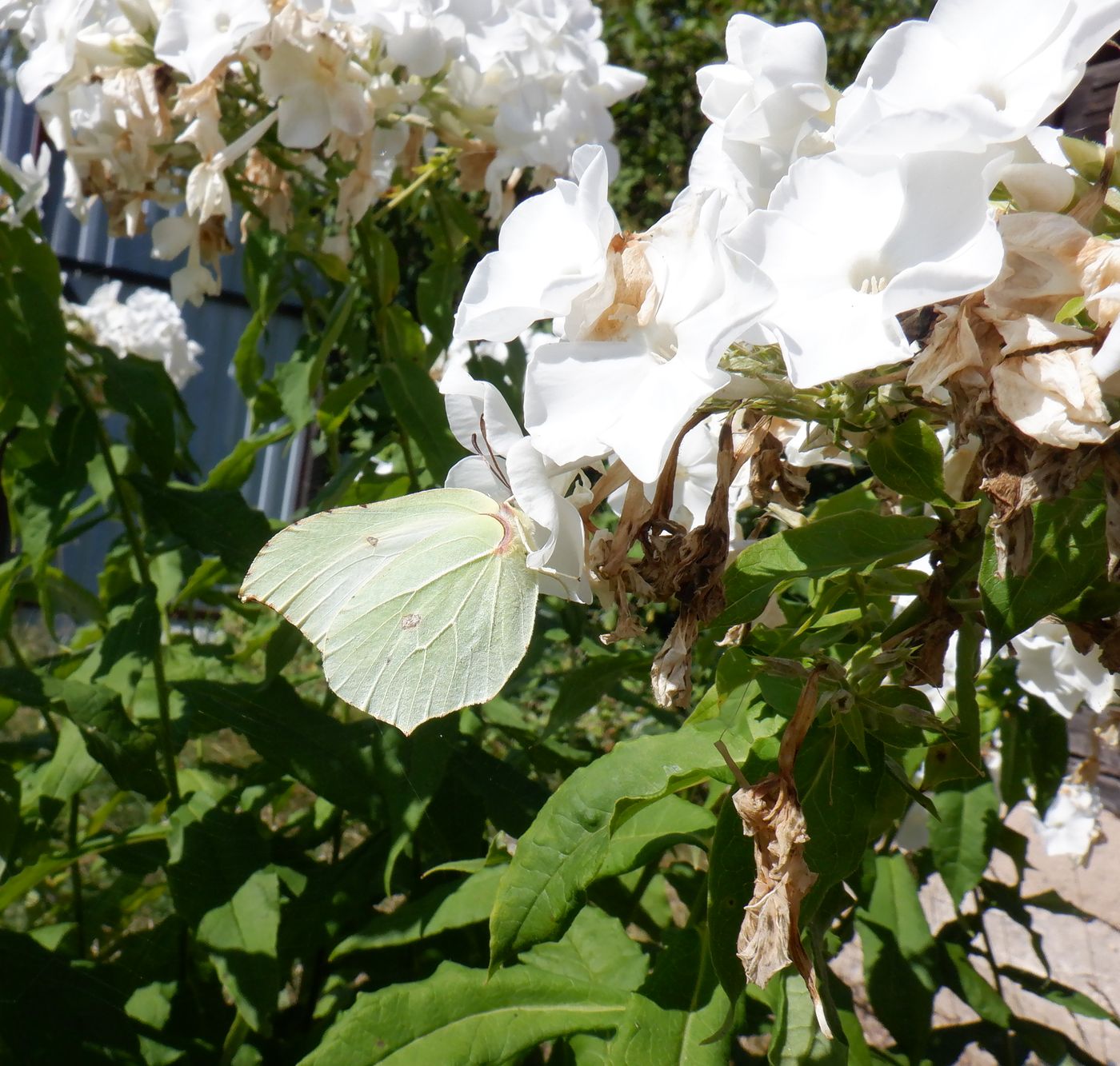 Image of Phlox paniculata specimen.