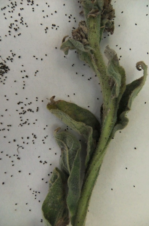 Image of Verbascum thapsus specimen.