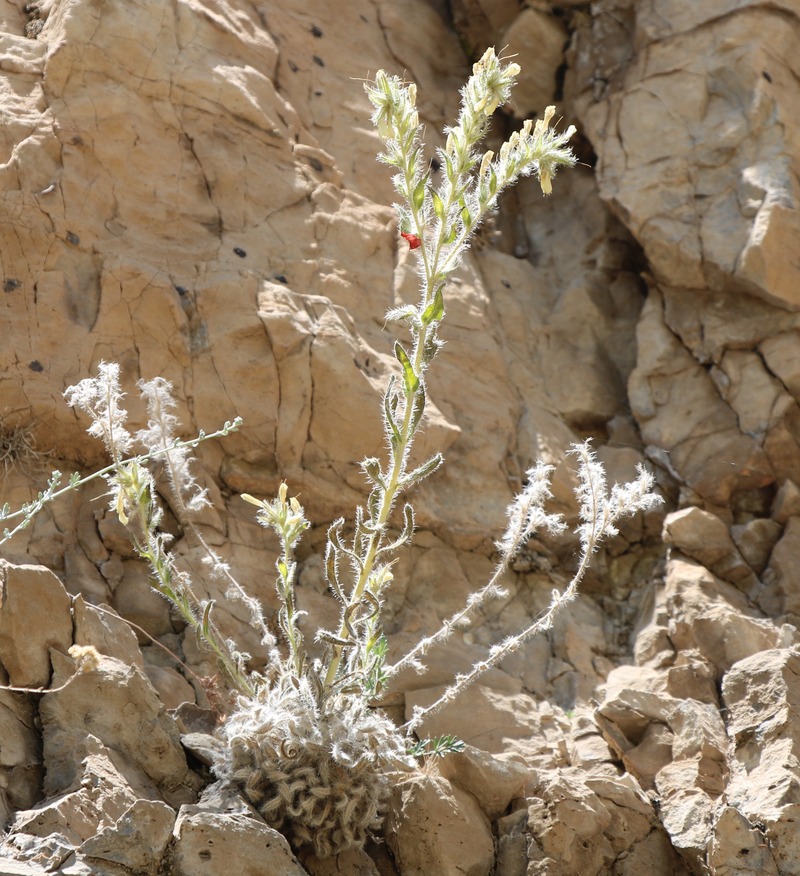 Image of genus Onosma specimen.