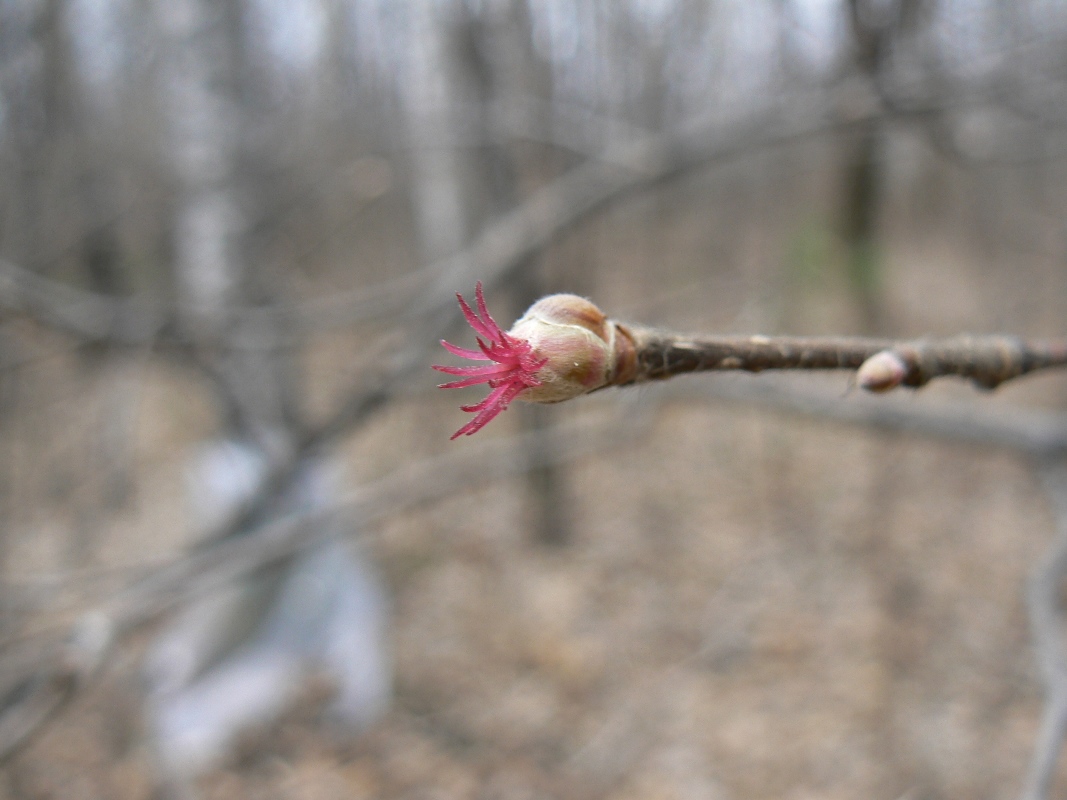 Image of Corylus mandshurica specimen.