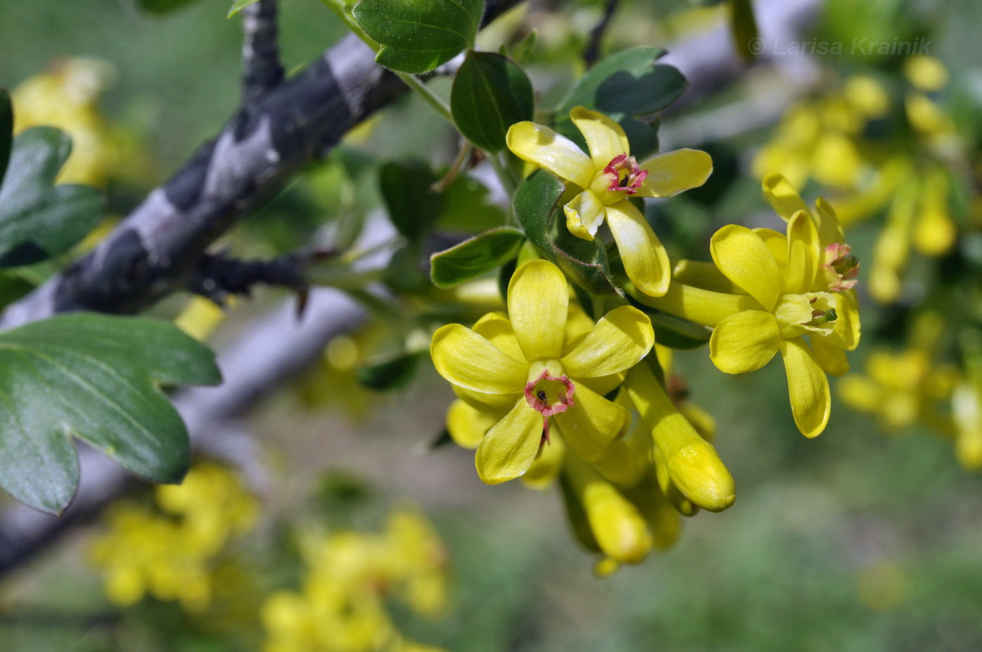 Изображение особи Ribes aureum.