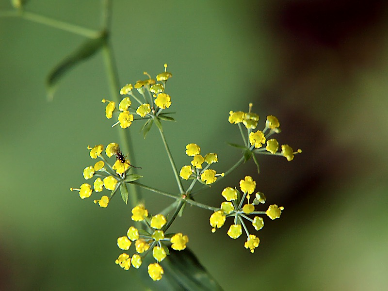 Изображение особи Bupleurum longiradiatum.