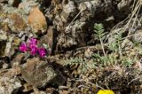 Oxytropis floribunda. Цветущее растение. Челябинская обл., Троицкий р-н, Троицко-Совхозное сельское поселение, окр. пос. Белоключевка, долина р. Уй, вершина прибрежного скальника, каменистая степь. 3 мая 2021 г.