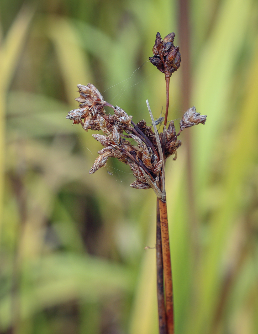 Изображение особи Schoenoplectus lacustris.