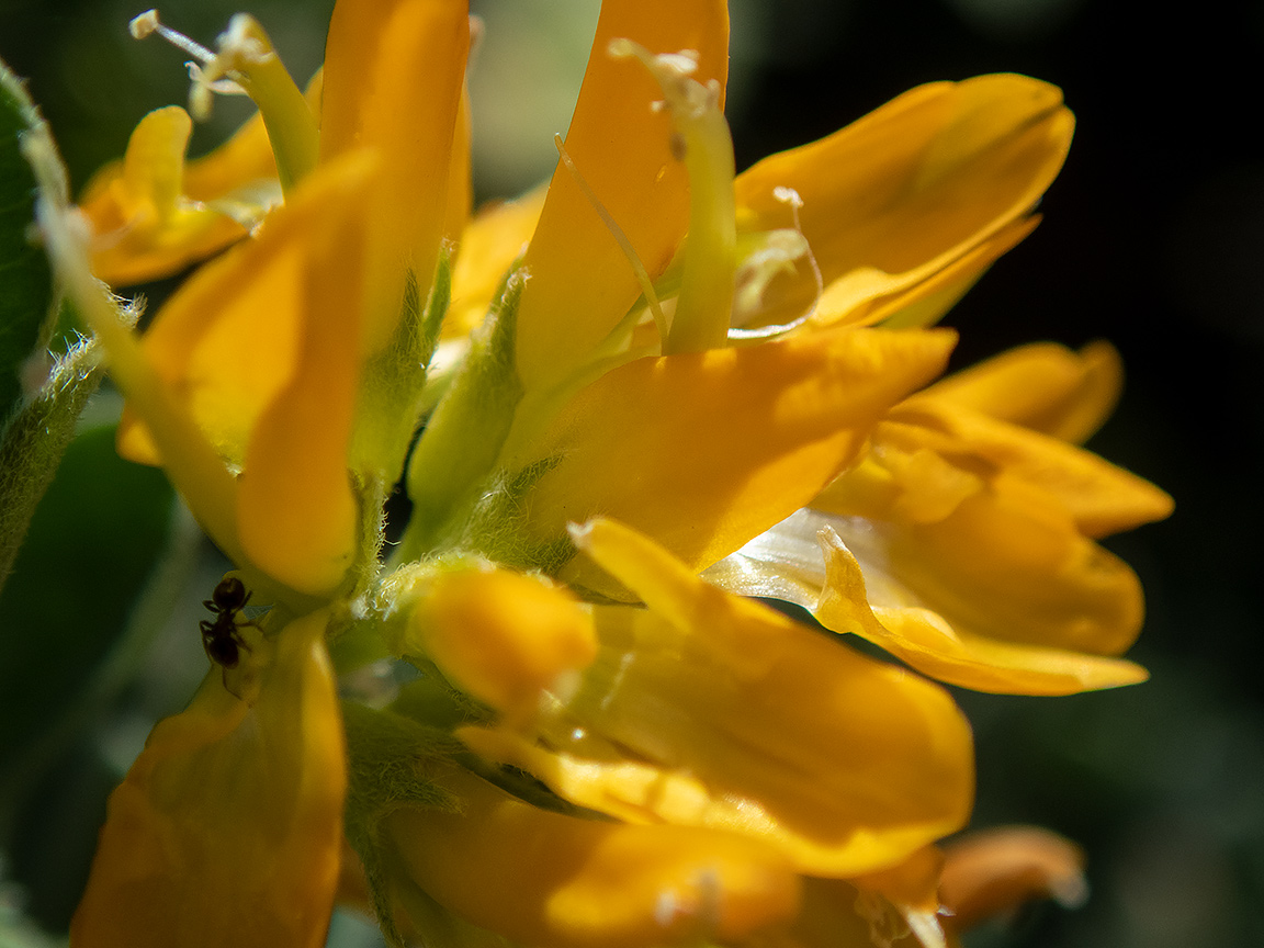 Изображение особи Medicago arborea.