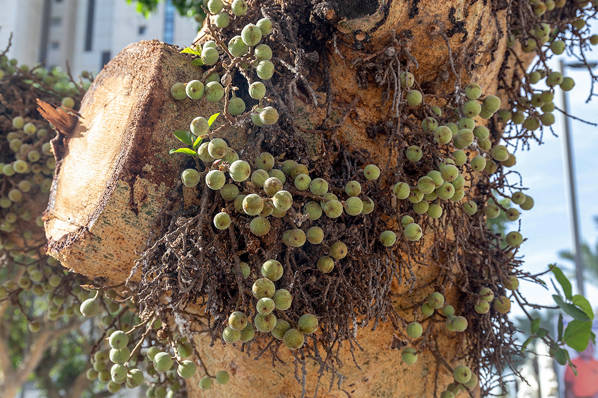 Изображение особи Ficus sycomorus.