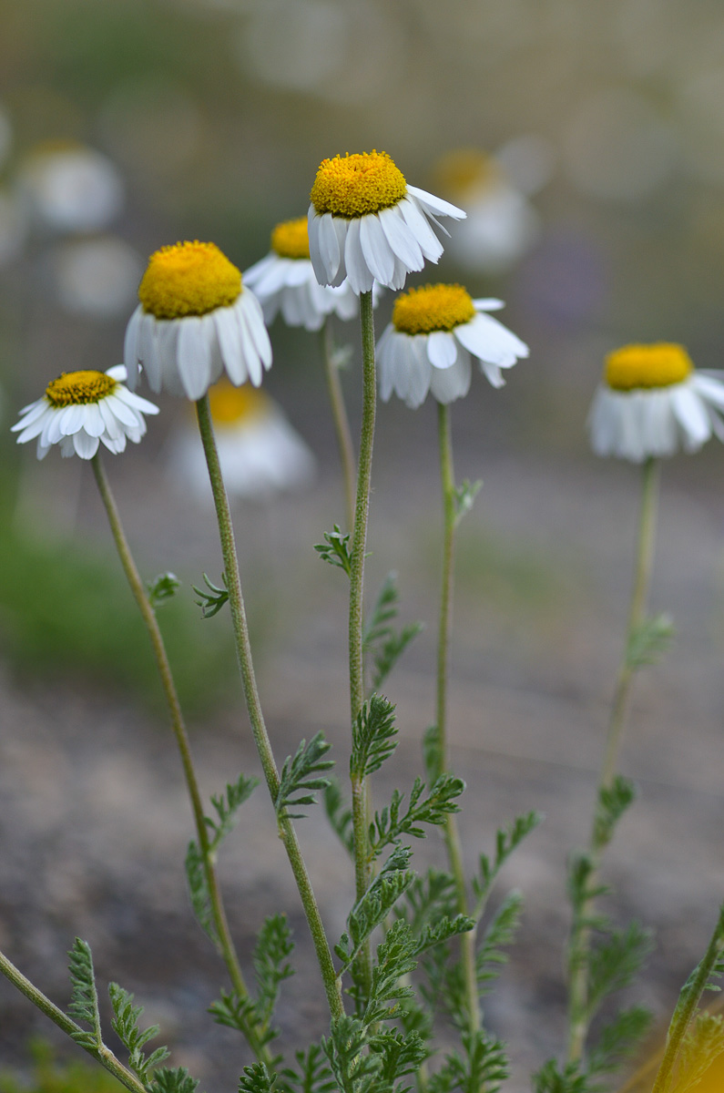 Изображение особи род Anthemis.