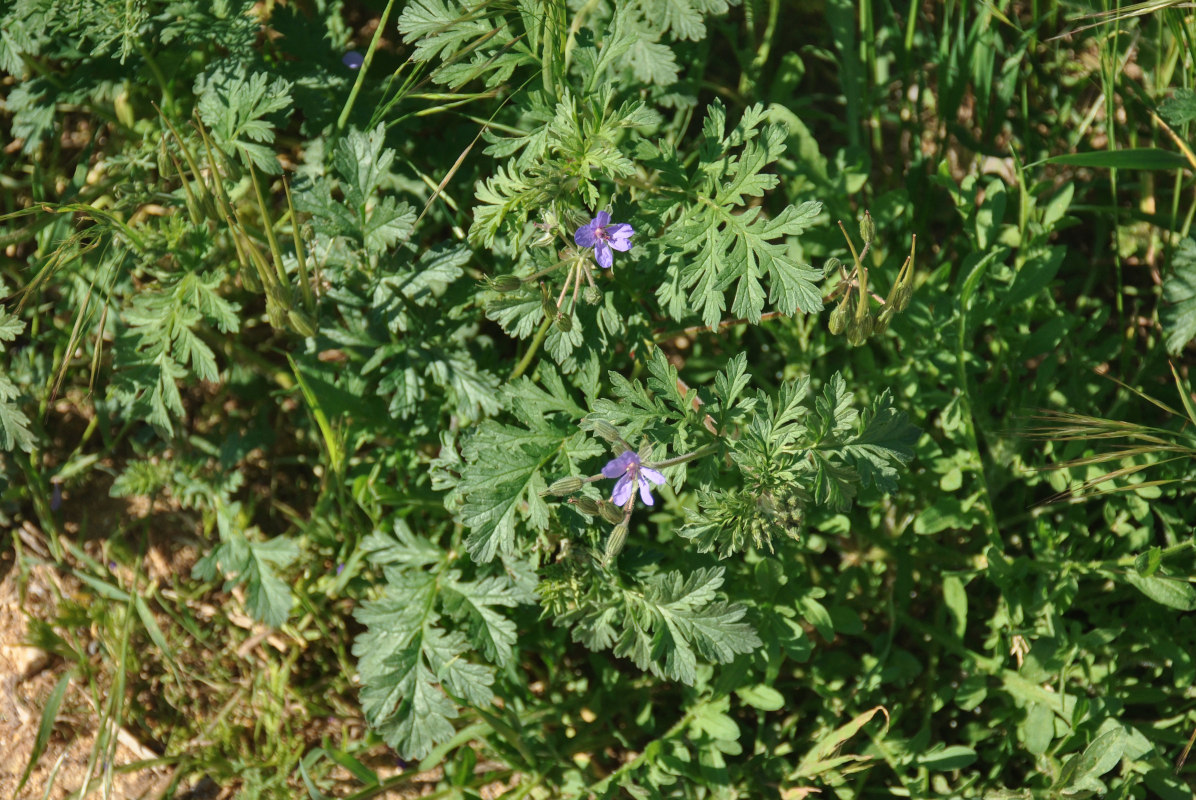 Изображение особи Erodium ciconium.