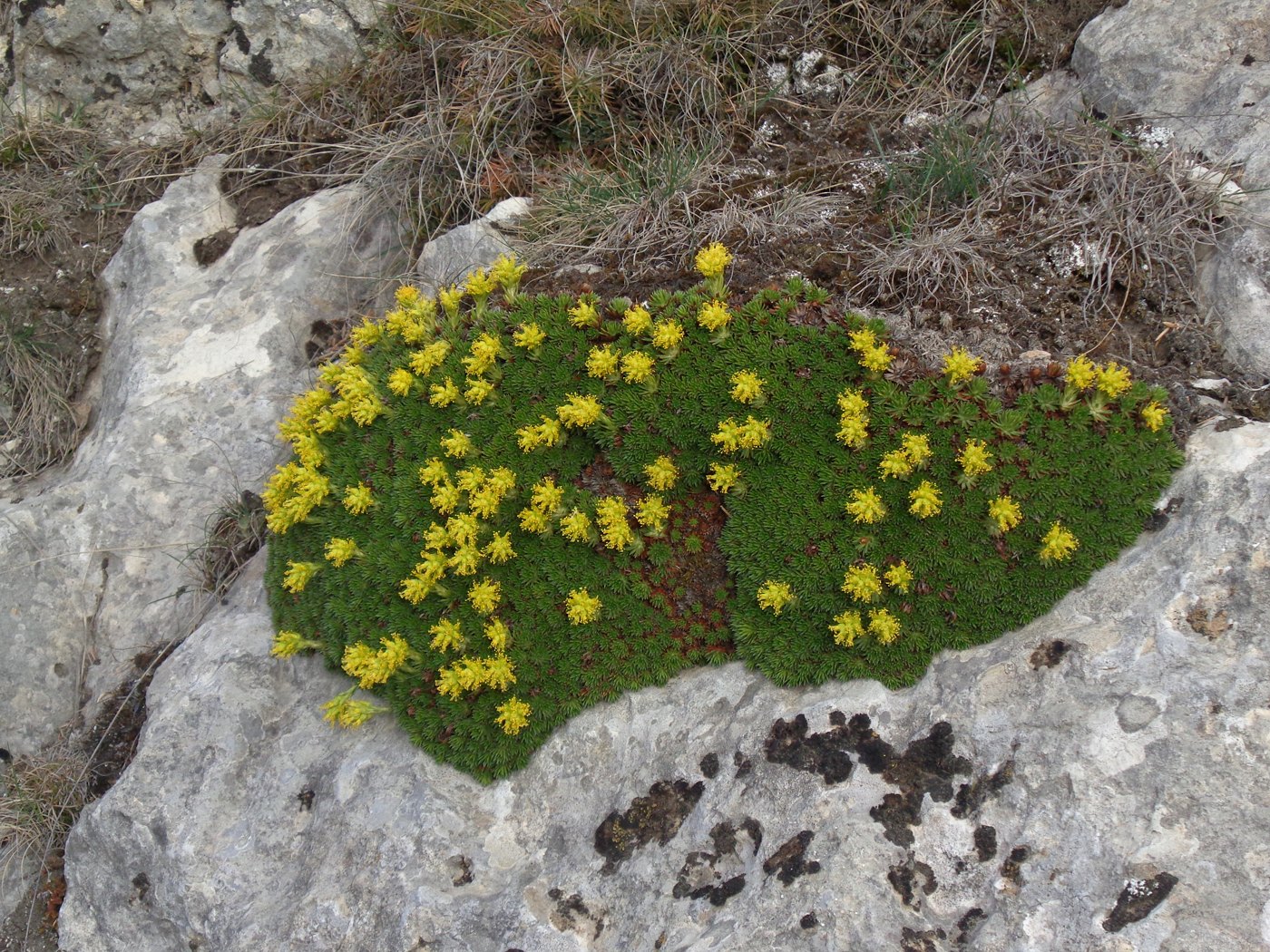 Image of Saxifraga juniperifolia specimen.