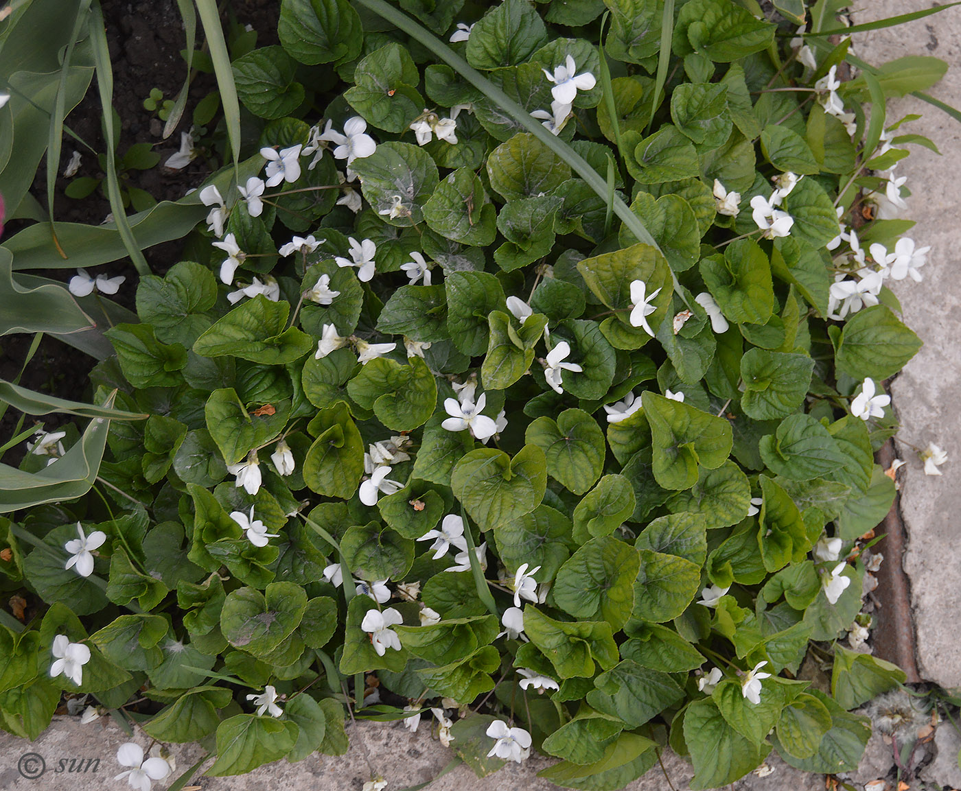 Image of Viola sororia specimen.