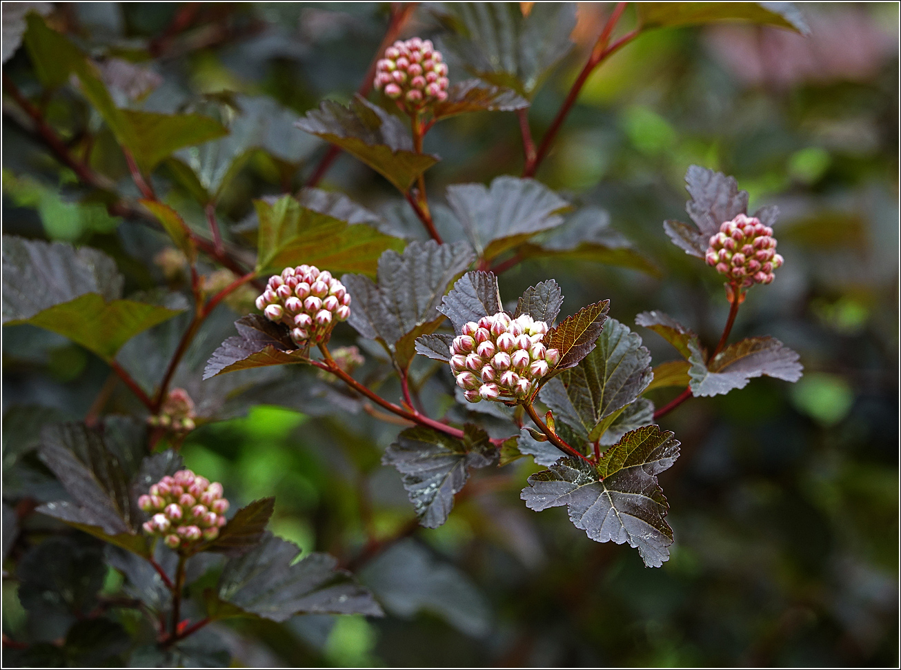 Image of Physocarpus opulifolius specimen.