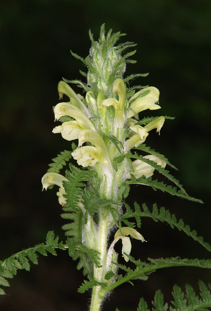 Изображение особи Pedicularis sibthorpii.