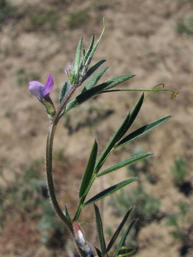 Image of Vicia olbiensis specimen.