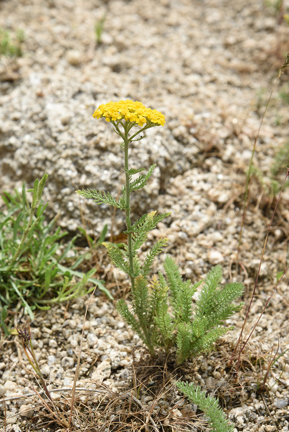 Image of Achillea arabica specimen.