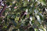 genus Populus. Ветви с соплодиями. Бутан, дзонгхаг Тхимпху, г. Тхимпху. 01.05.2019.