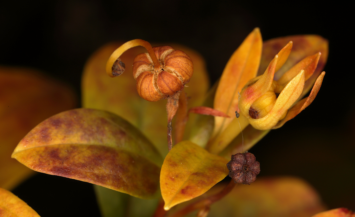 Image of Elliottia bracteata specimen.