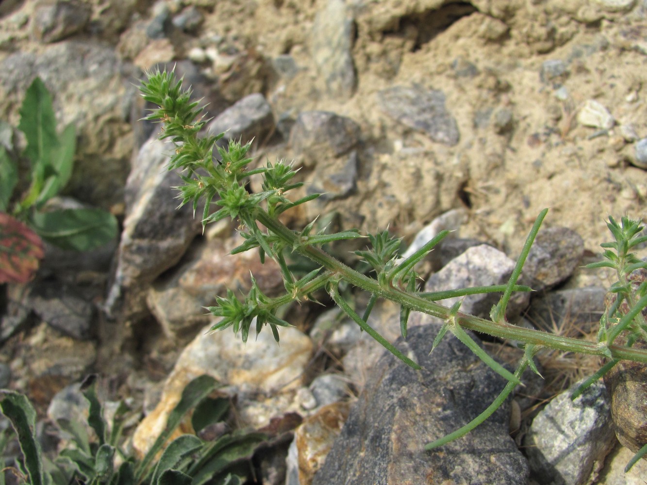 Image of Salsola tragus specimen.