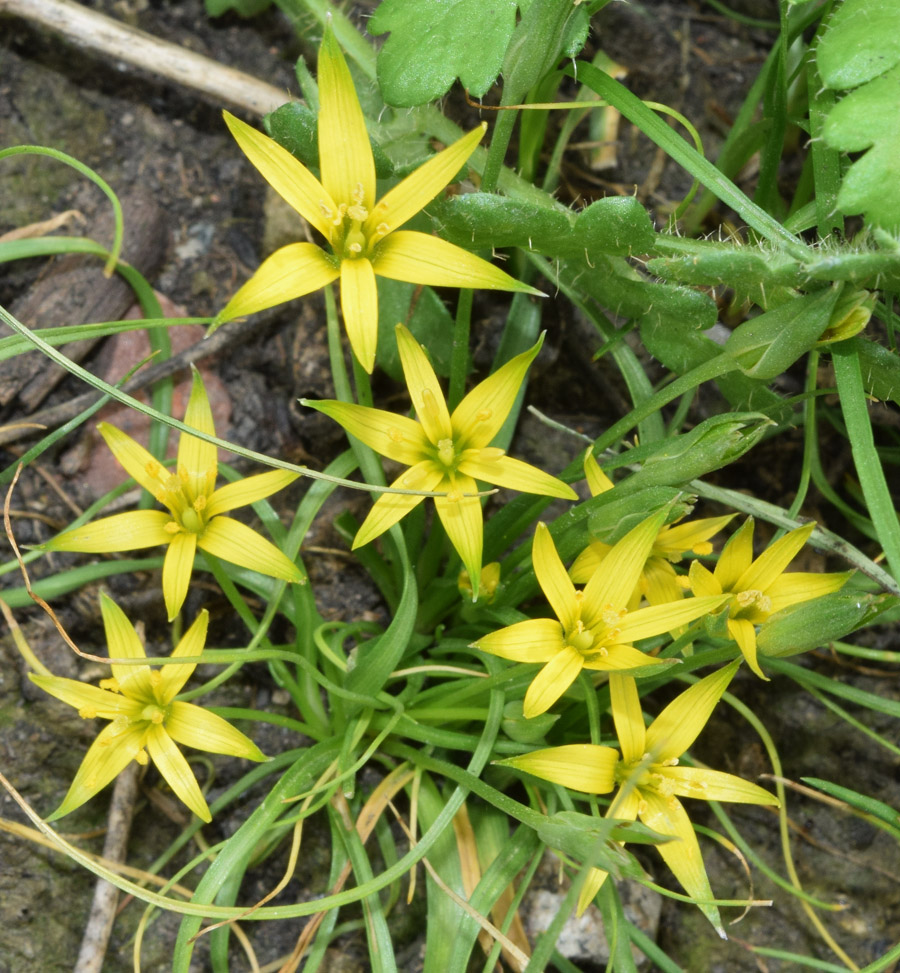 Изображение особи Gagea graminifolia.