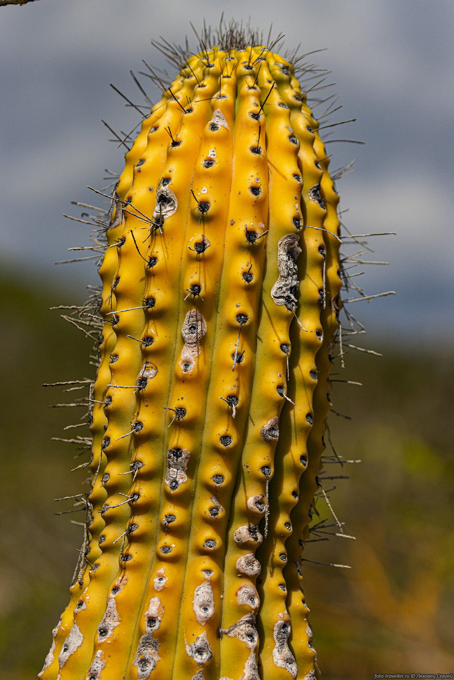 Image of familia Cactaceae specimen.